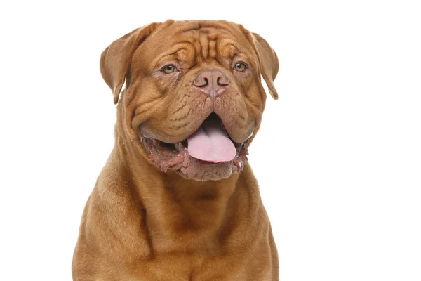 Güzel bordeaux dogue köpek — Stok fotoğraf