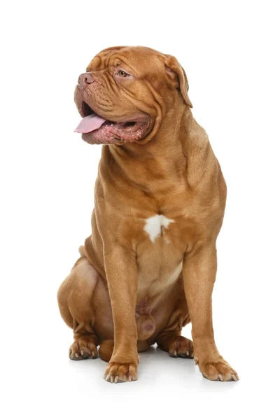Mooie bordeaux Dog hond — Stockfoto
