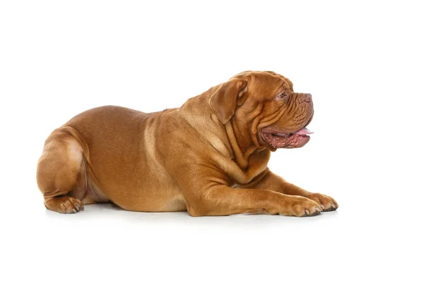 Belo cão dogue bordeaux — Fotografia de Stock