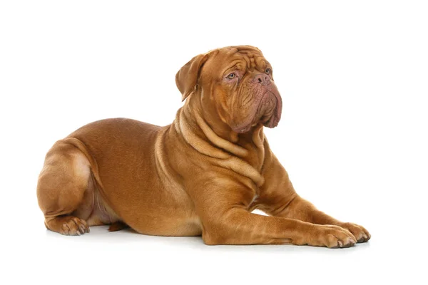 Güzel bordeaux dogue köpek — Stok fotoğraf