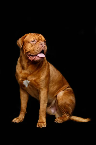 Krásný pes dogue bordeaux — Stock fotografie