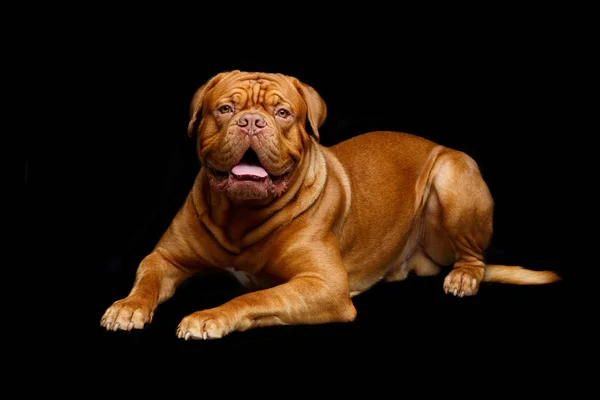 Krásný pes dogue bordeaux — Stock fotografie