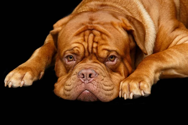 Krásný pes dogue bordeaux — Stock fotografie