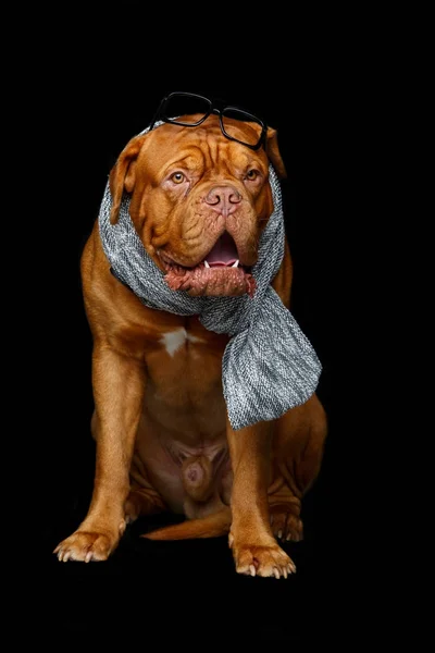 Hermoso perro burdeos dogue en bufanda — Foto de Stock