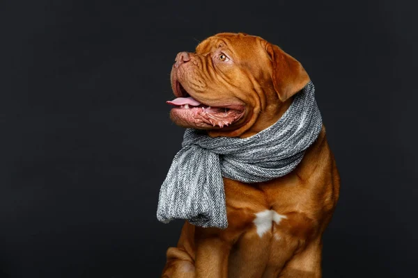 Hermoso perro burdeos dogue en bufanda — Foto de Stock