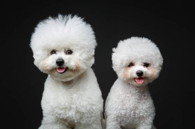 güzel bichon frisee köpekler