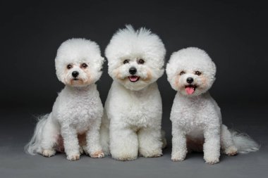 güzel bichon frisee köpekler