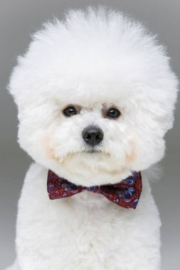 güzel bichon frisee köpek papyon