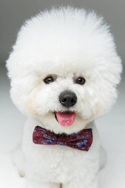güzel bichon frisee köpek papyon