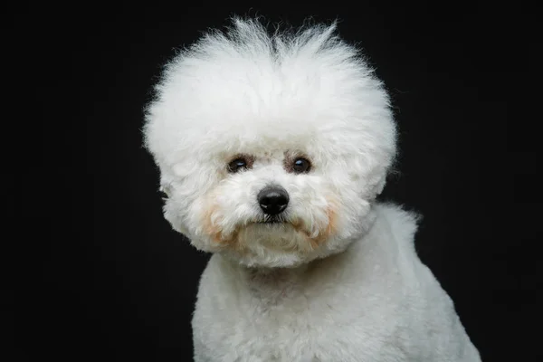 Beau chien bichon frisé — Photo