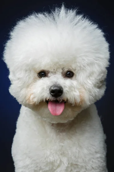 Hermoso perro bichon frisee — Foto de Stock