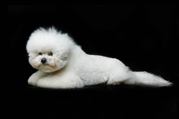 Hermoso perro bichon frisee — Foto de Stock