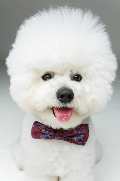 Piękny pies frisee w bowtie — Zdjęcie stockowe