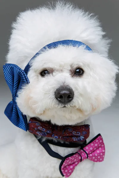 Όμορφη bichon φριζέ σκυλί bowties — Φωτογραφία Αρχείου