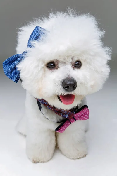 Hermoso bichon frisee perro en bowties —  Fotos de Stock