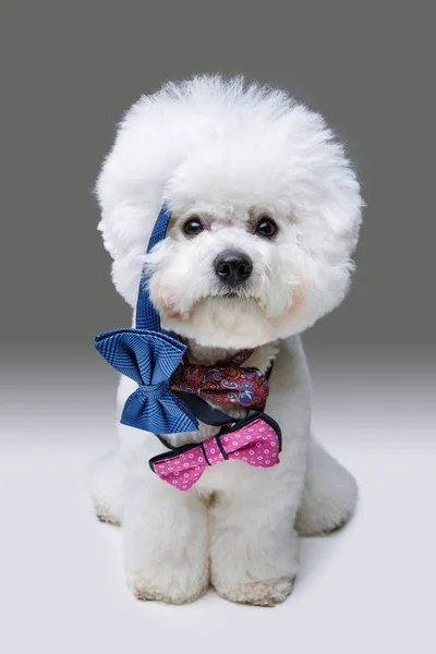 蝶ネクタイで美しいビション ブラックラディッシュ犬 — ストック写真