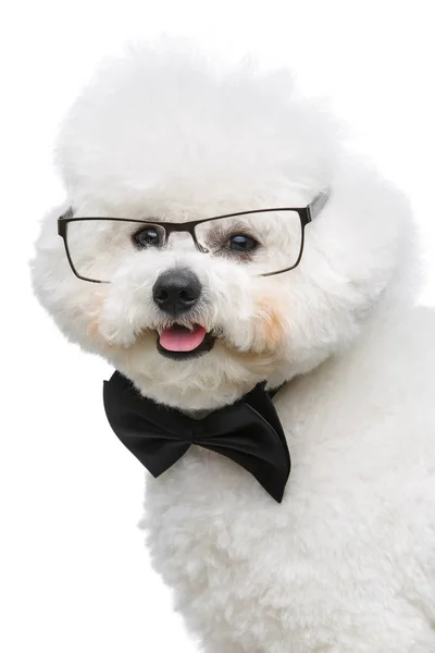Krásný Bišonek frisee pes v motýlek a brýle — Stock fotografie