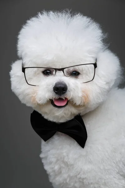 Beautiful bichon frisee dog in bowtie and glasses — Stock Photo, Image
