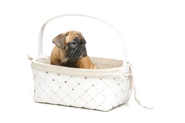 sevimli Fransız bulldog köpek sepeti