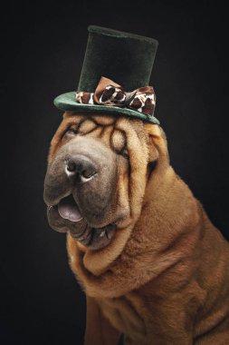 güzel shar pei köpek şapkalı
