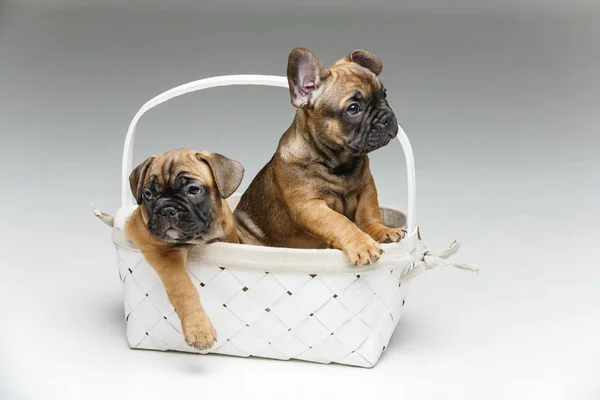 Bonito francês bulldog filhote de cachorro no cesto — Fotografia de Stock