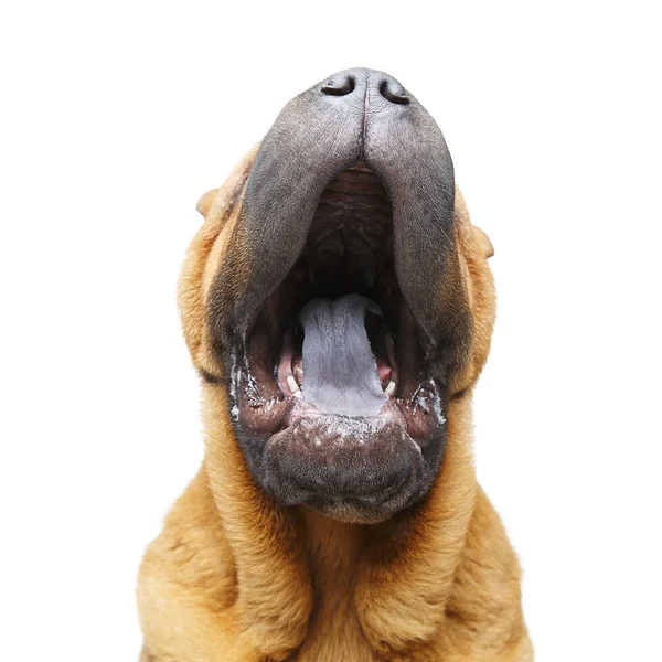 Beautiful shar pei puppy yawning — Stock Photo, Image