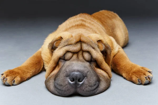 Krásný shar pei štěně spí — Stock fotografie