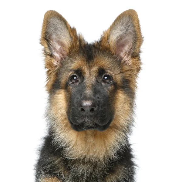 Beautiful german shepard puppy — Stock Photo, Image