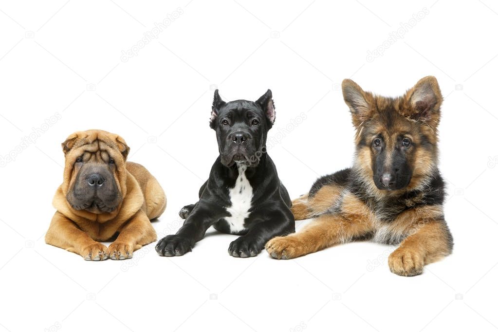 beautiful three puppy dogs