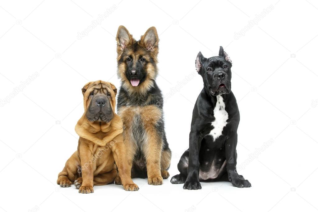 beautiful three puppy dogs