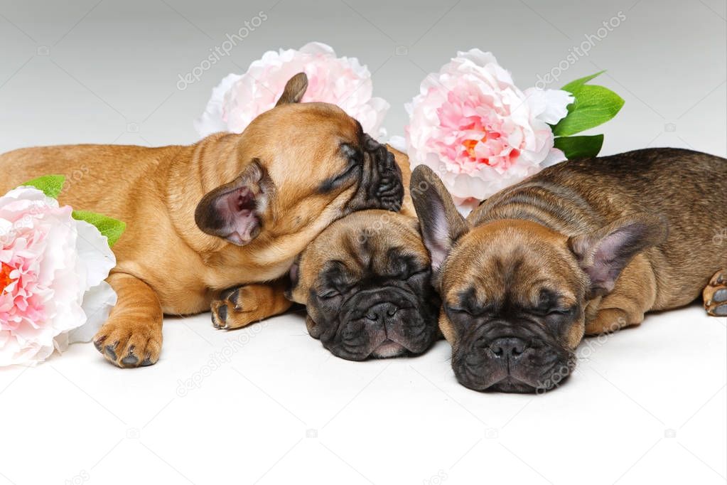 three beautiful french bulldog puppies