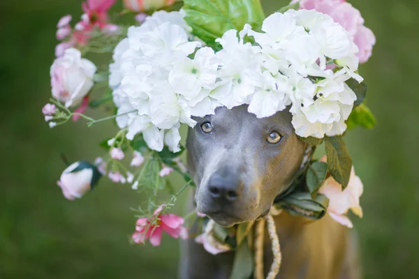 Thai ridgeback dog in flower wreath — Stock Photo, Image