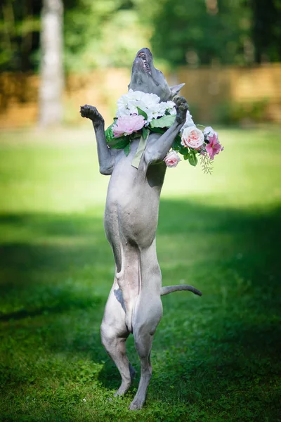 Thai ridgeback dog in flower wreath — Stock Photo, Image