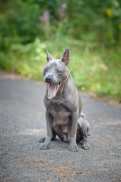 Thailändischer Ridgeback Hund im Freien — Stockfoto