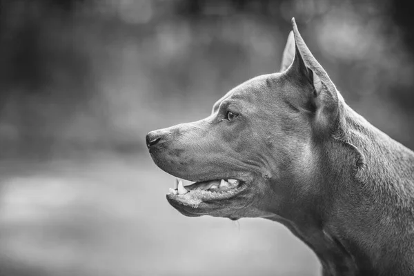 タイのリッジバック犬屋外 — ストック写真