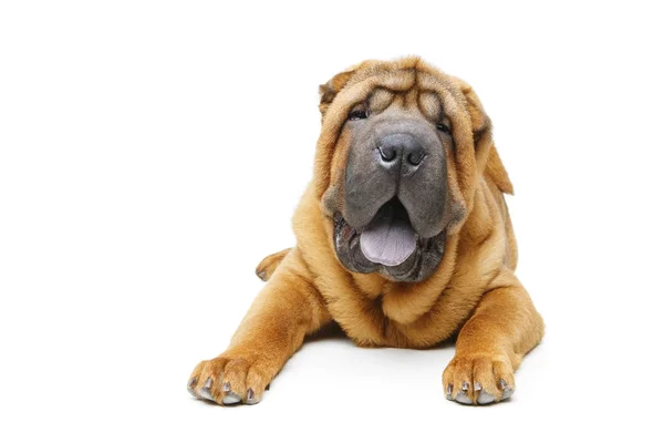 Hermoso shar pei cachorro —  Fotos de Stock
