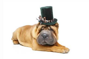 güzel shar pei köpek şapkalı