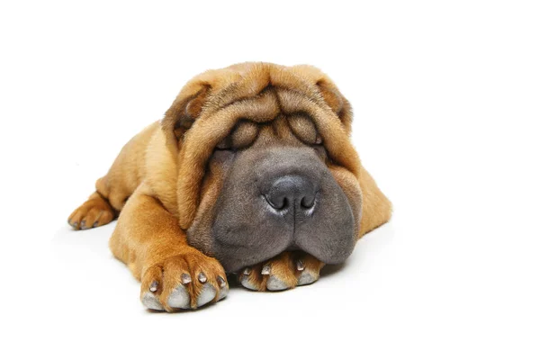 Güzel shar pei köpek yavrusu — Stok fotoğraf