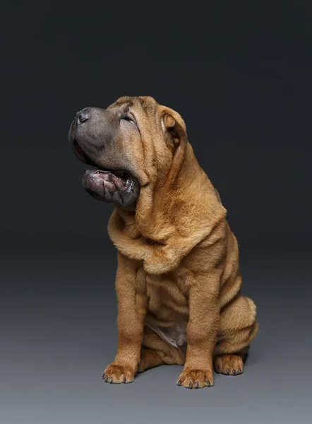 Beautiful shar pei puppy — Stock Photo, Image