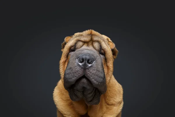 Hermoso shar pei cachorro — Foto de Stock