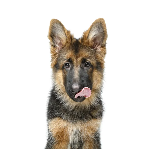 Belo cachorro pastor alemão — Fotografia de Stock
