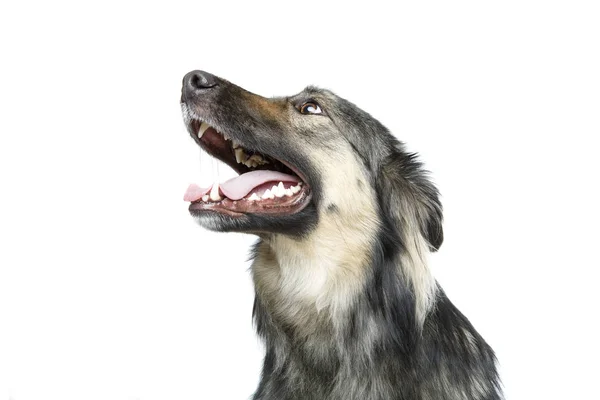 Cão bonito isolado em branco — Fotografia de Stock