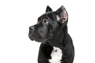 güzel cane corso köpek yavrusu