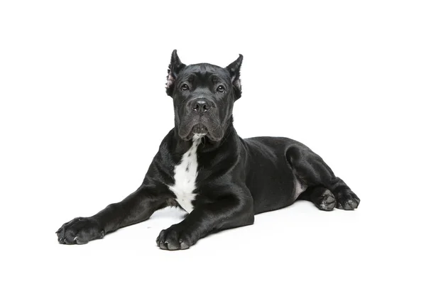 美しい杖コルソ子犬 — ストック写真