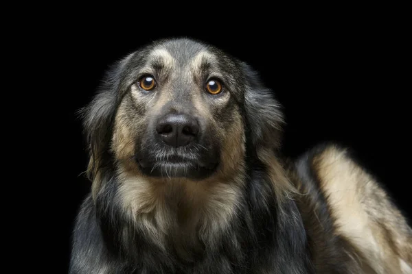 Belo cão isolado em preto — Fotografia de Stock