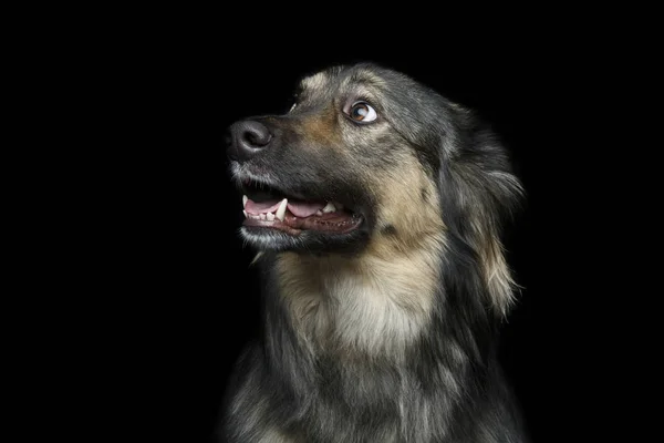 Beautiful dog isolated on black — Stock Photo, Image