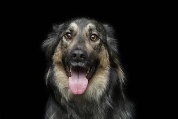 Όμορφο σκυλί που απομονώνονται σε μαύρο — Φωτογραφία Αρχείου
