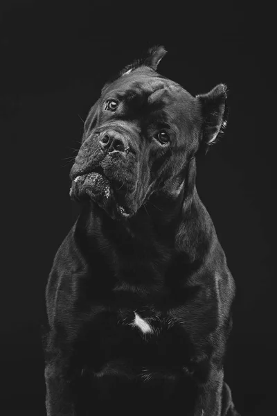 Gyönyörű cane corso kutya — Stock Fotó