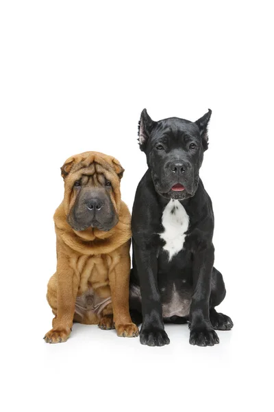 Красивые два щенка собак — стоковое фото
