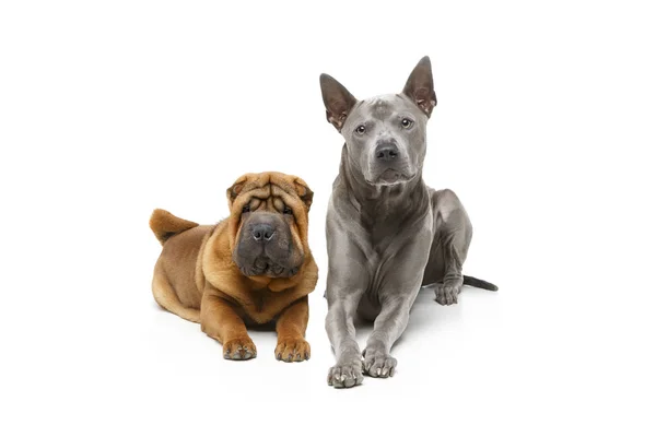 Prachtige twee honden — Stockfoto